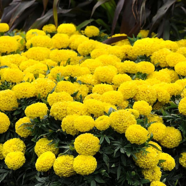 ALTMAN PLANTS #1 2.5 Qt. Large African Yellow Marigold Plant 66814 - The  Home Depot