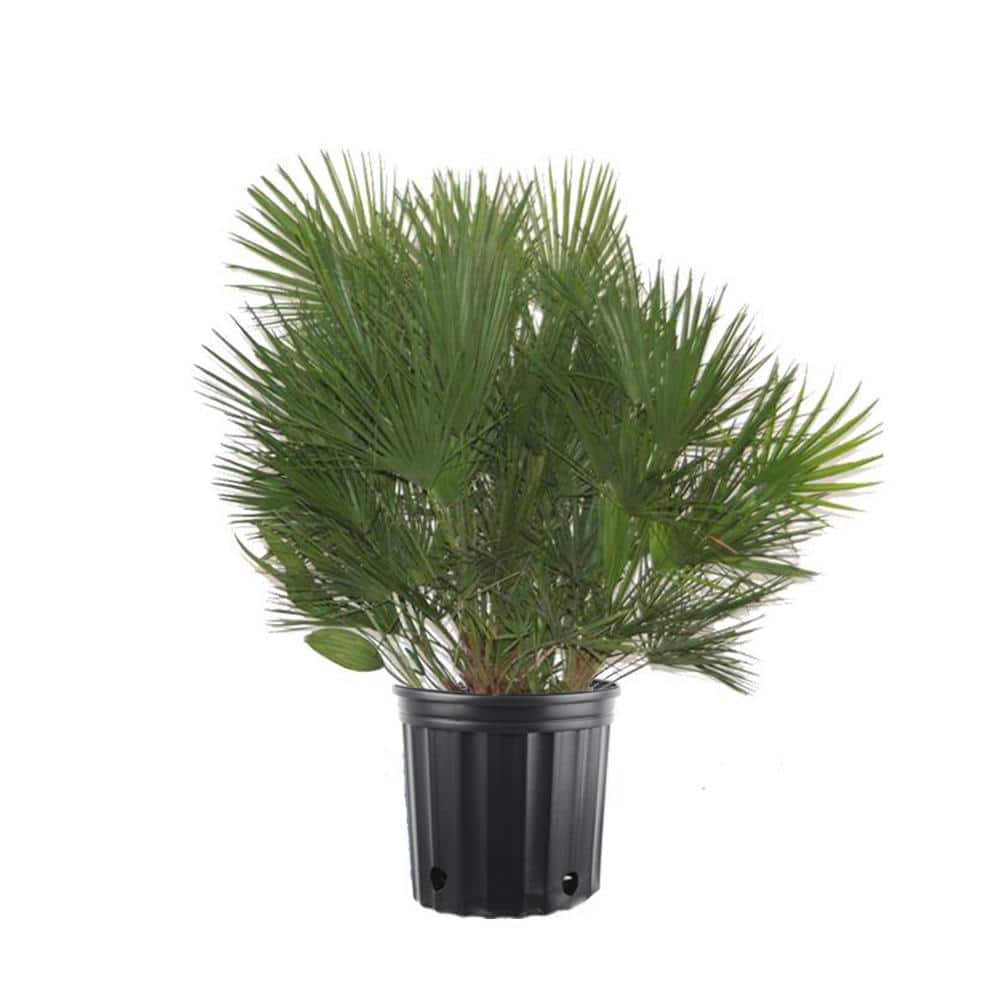 Costa Farms 7 Gal. Chamaerops European Fan Palm Tree in Pot GEU14 The