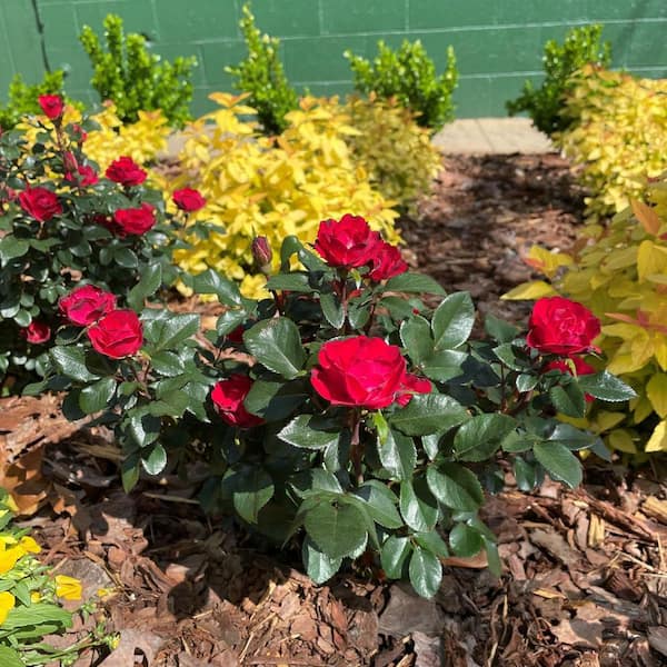 KNOCK OUT 2 Qt. Petite Knock Out Rose Bush with Fire Engine Red Flowers  13158 - The Home Depot