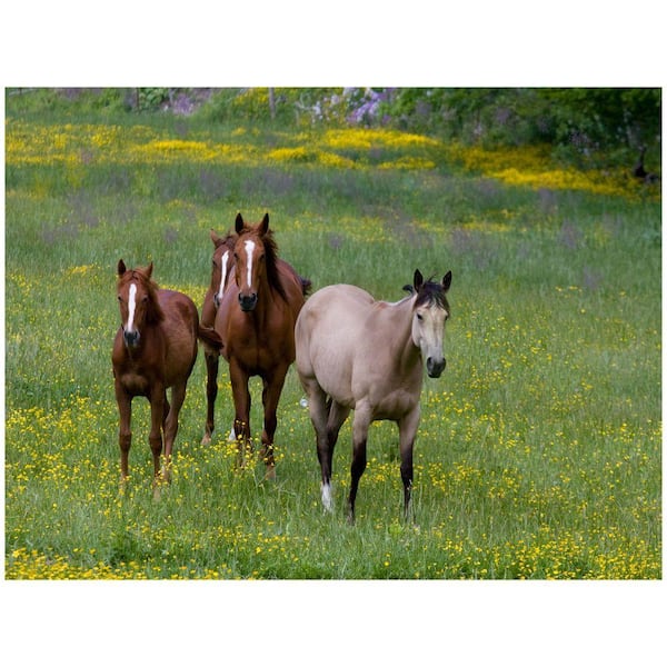 Trademark Fine Art 24 in. x 32 in. Horses in a Field Canvas Art