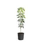 Brighter Blooms 3 Gal. Glenn Mango Tree MAN-GLE-34-3 - The Home Depot