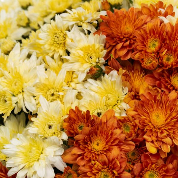 Summer Mums floral orange, white and yellow large decorative