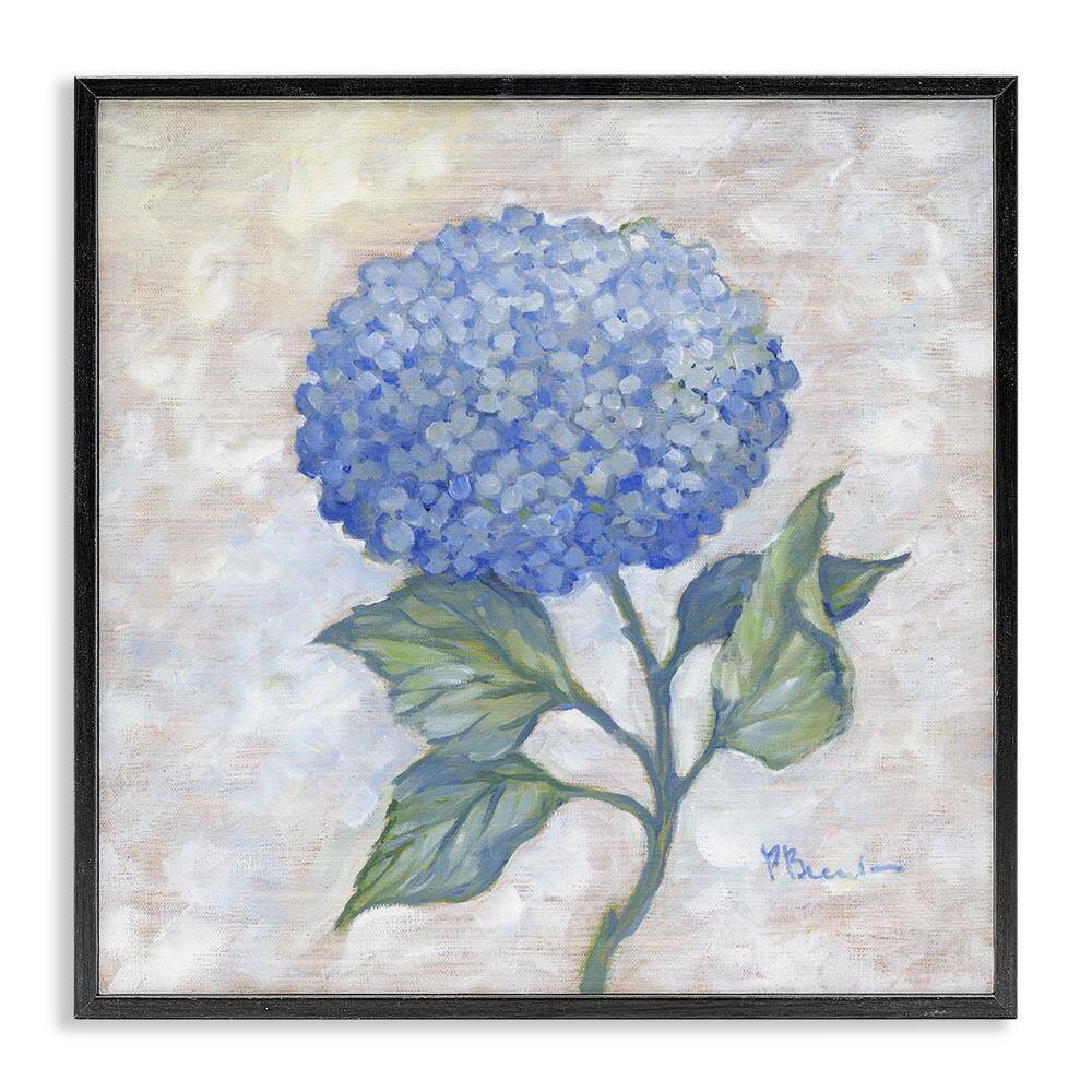 Traditional Blue Hydrangea Bloom by Paul Brent Black Framed Nature Giclee Art Print 12 in. x 12 in. price history on PriceWatchPro