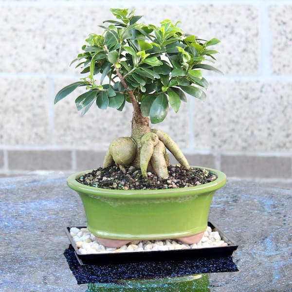 lego bonsai beleuchtung BrickBling Lichtset für LEGO Bonsai Tree 10281, Rosa Version