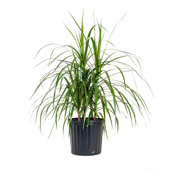 United Nursery Dracaena Marginata Plant Live Dragon Tree in 9.25 in. Grower Pot 22. in - 28 in. Tall