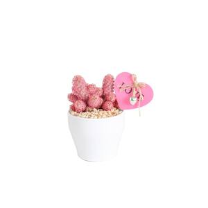 Pink Desert Gems in 4 in. White Ceramic with Heart Pick