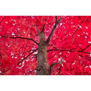 Autumn Blaze Maple Tree Bare Root
