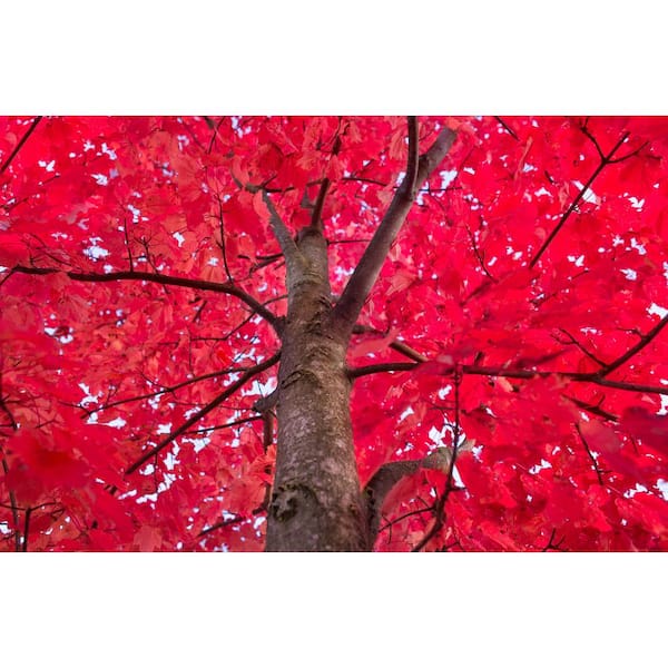 Online Orchards Autumn Blaze Maple Tree Bare Root