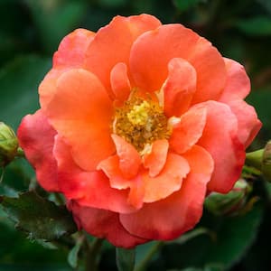 4 in. Pot Apricot Princess Shrub Rose Live Deciduous Plant with Orange Flowers