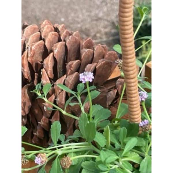 Unbranded - Live Rooted Spreading Plant Flowers Phyla nodiflora