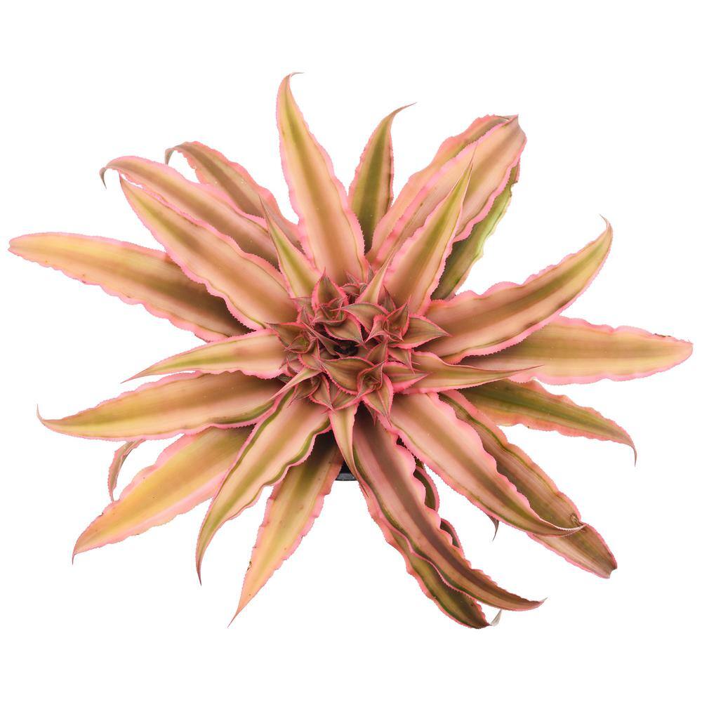 Cryptanthus Pink Earth Star Indoor Plant in Black Grower Pot