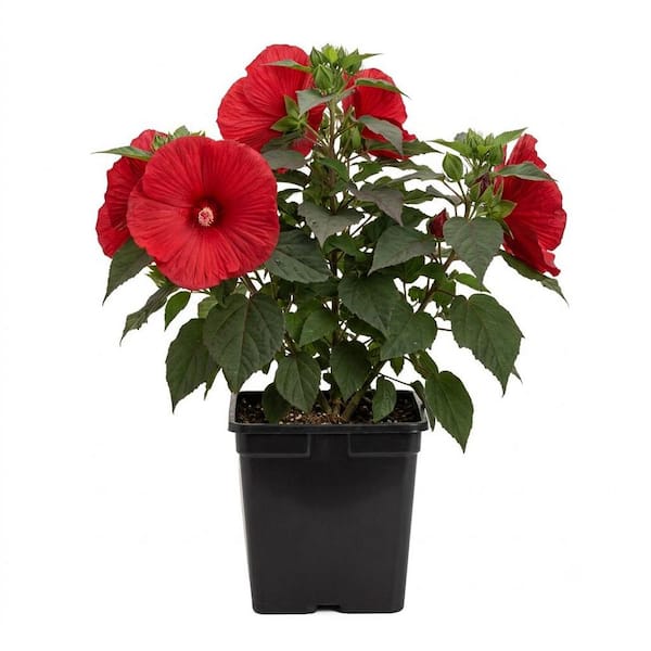 PW HIBISCUS MOSCHEUTOS #3