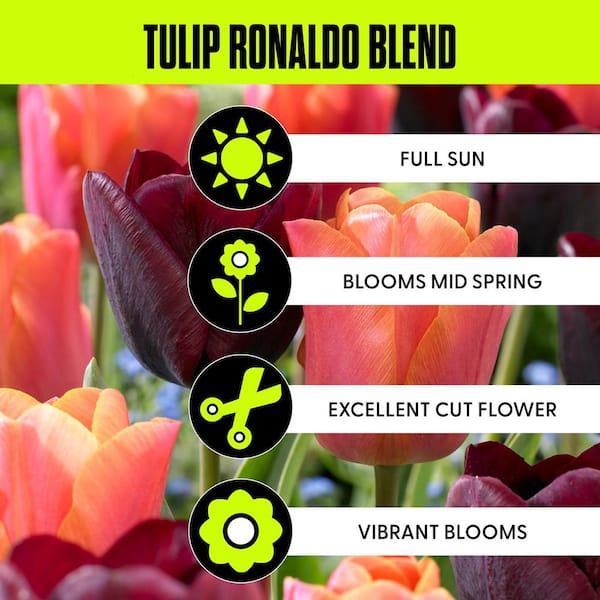 Tulips Ronaldo Blend Bulbs (Set of 15)