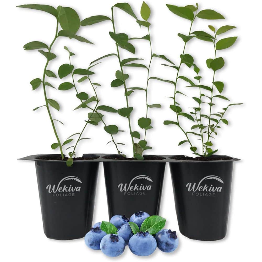 Top Hat Blueberry Plant (Vaccinium) Edible Fruit-Bearing Bush (3-Pack) price history on PriceWatchPro