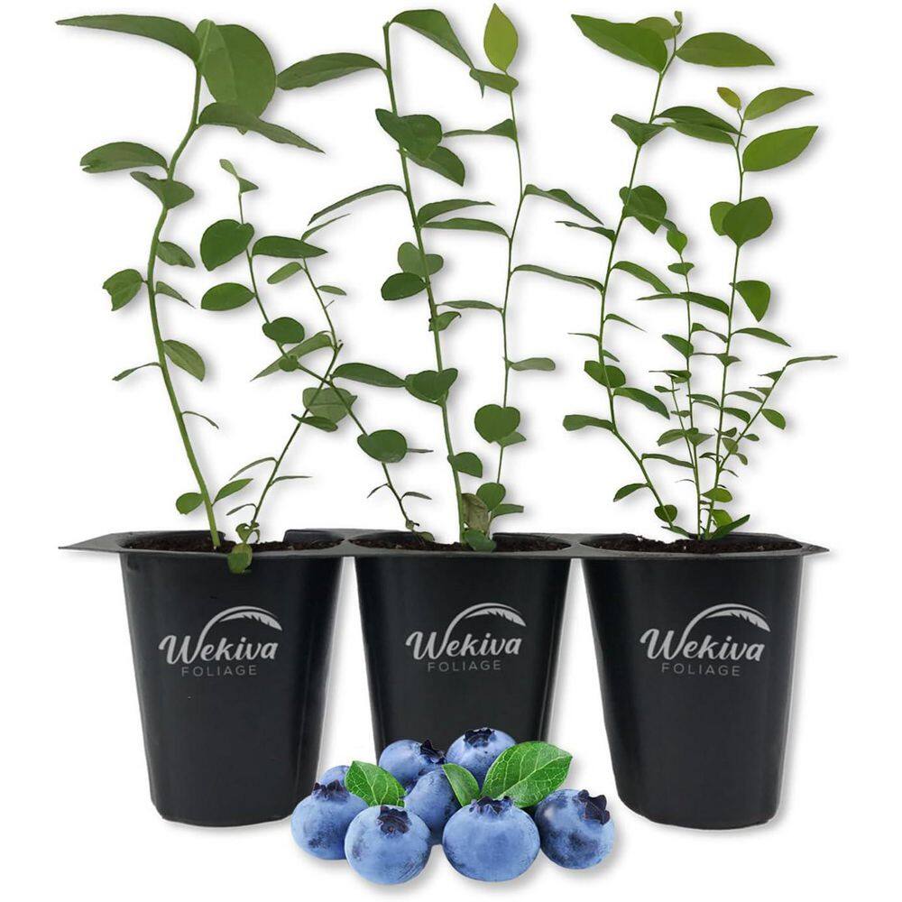 Windsor Blueberry Plant (Vaccinium) Edible Fruit-Bearing Bush (3-Pack) price history on PriceWatchPro
