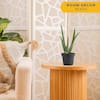 Costa Farms Aloe Vera Indoor Plant in 4in Pot - 10in Tall Succulent
