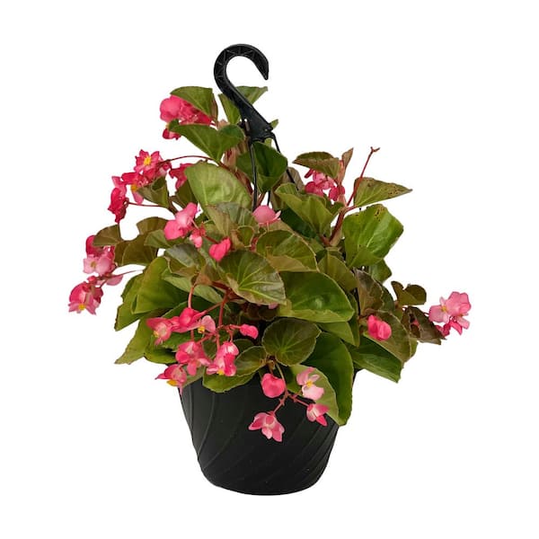 Pure Beauty Farms 4.73L. Begonia Bronze Leaf Pink Flower 10 in. Hanging Basket