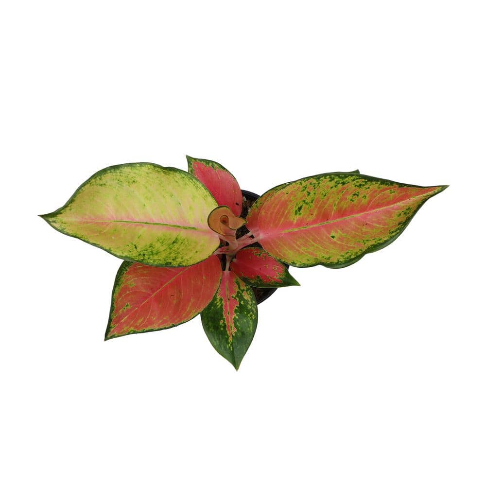 Aglaonema Red and Pink Variegated Indoor Plant in Black Plastic Pot