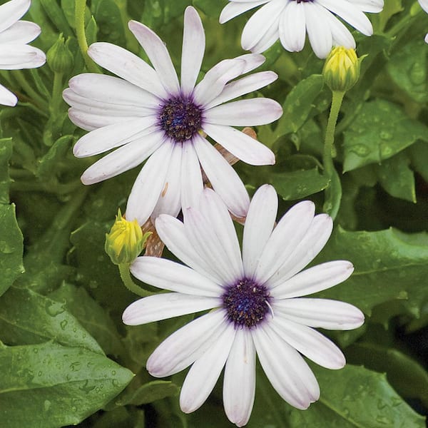 Vigoro 1.5 PT Osteospermum African Daisy 'Margarita White' White Annual Plant
