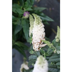 2 Gal. Pugster White Butterfly Bush (Buddleia) Live Shrub, White Flowers