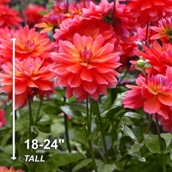 Vigoro Firepot Decorative Dahlia Flower Bulbs, Bare Roots (Bag of