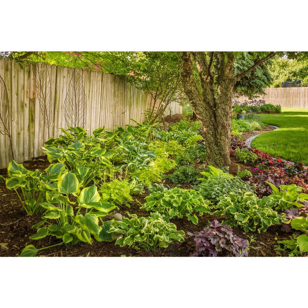 0.65 Gallon Variegated Green and Blue Hosta Live Plant