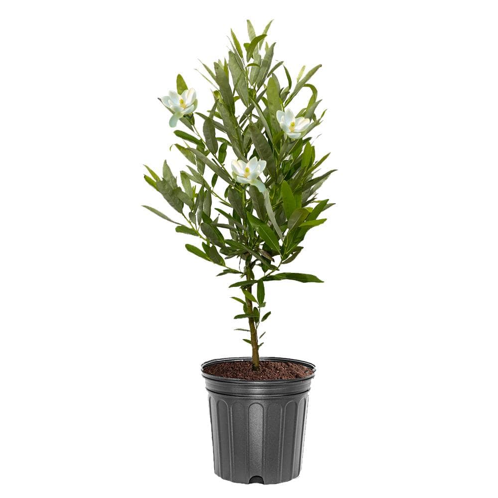 3 Gal. Sweetbay White Flowering Semi-Deciduous Magnolia Tree