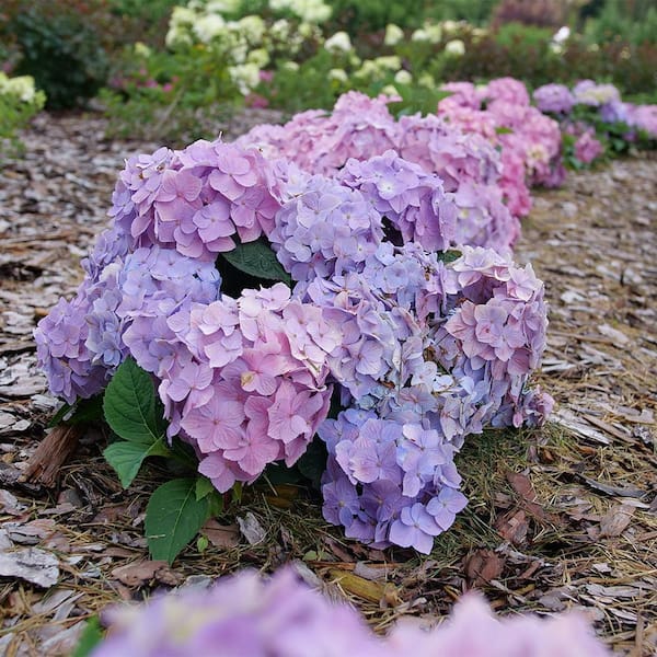 PROVEN WINNERS 2 Gal. Let's Dance Skyview Hydrangea Shrub in