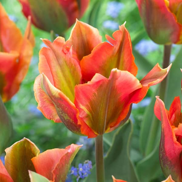 VAN ZYVERDEN Tulips Artist Bulbs (Set of 12) 87023 - The Home Depot