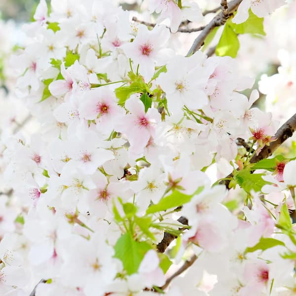 Yoshino Cherry White Flowering Ornamental Tree