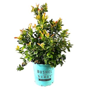 2 Gal. Bushel and Berry Peach Sorbet Blueberry Live Plant with Tropical Flavored Berries