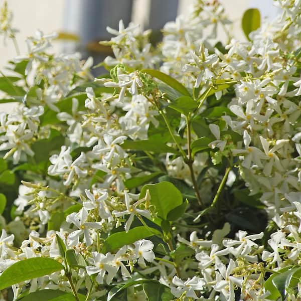 national PLANT NETWORK 2.5 in. Star Jasmine Plant with White