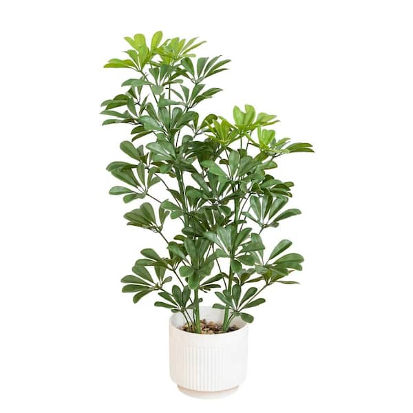 2.6 ft. UV Resistant Artificial Schefflera Tree in White Decorative Planter (Indoor/Outdoor)