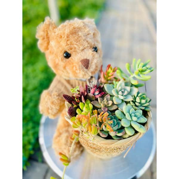 Zeus & Ruta Succulent Cut Flower Planter Brown Teddy Bear Basket