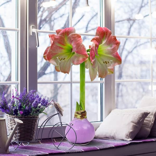 national PLANT NETWORK 5 in. Lavender Wax-Coated Apple Blossom Amaryllis Bulb (3-Pack)
