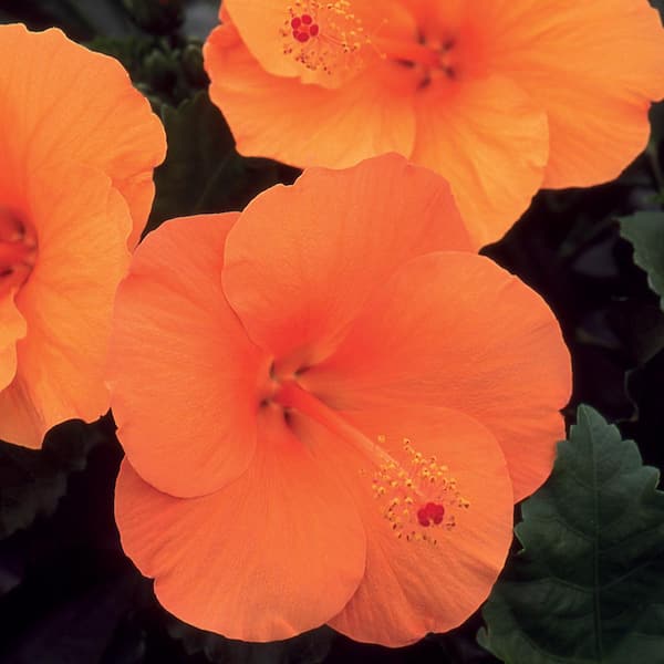 Unbranded 2.33 Gal. Braided Hibiscus Shrub with Orange Flowers