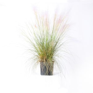 3 Gal. Pink Muhly Ornamental Grass