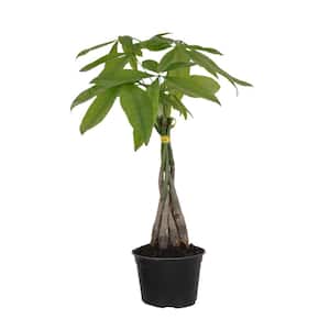 Pachira Braid, Money Tree in 6 in. Grower Pot