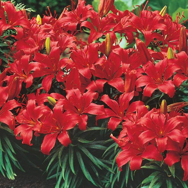 Breck's Red Storm Border Lilies Bulbs (7-Pack)