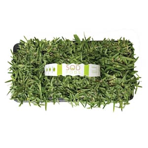 St Augustine CitraBlue Grass Sod Plugs Natural, Affordable Lawn Improvement (16-Count Trays)