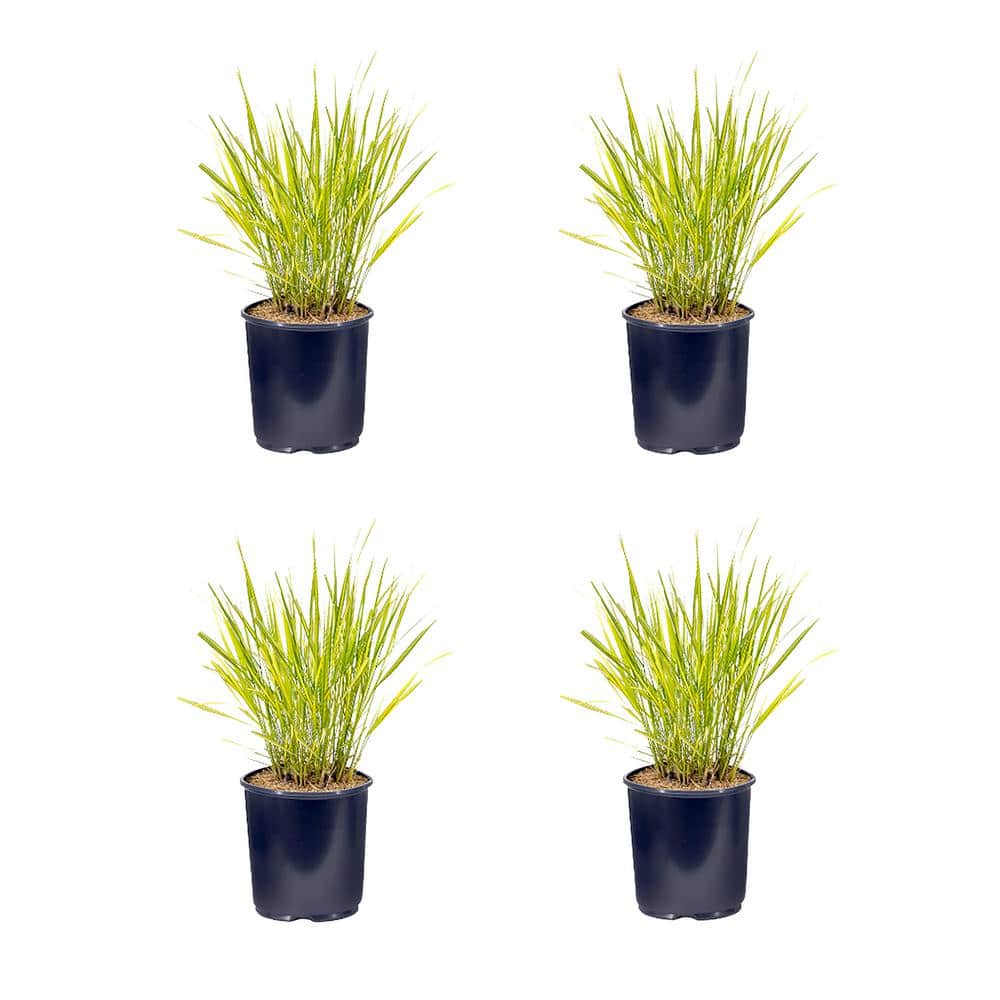 2.5 qt. Calamagrostis A El Dorado Perennial Plant with No Flowers - (4-Pack