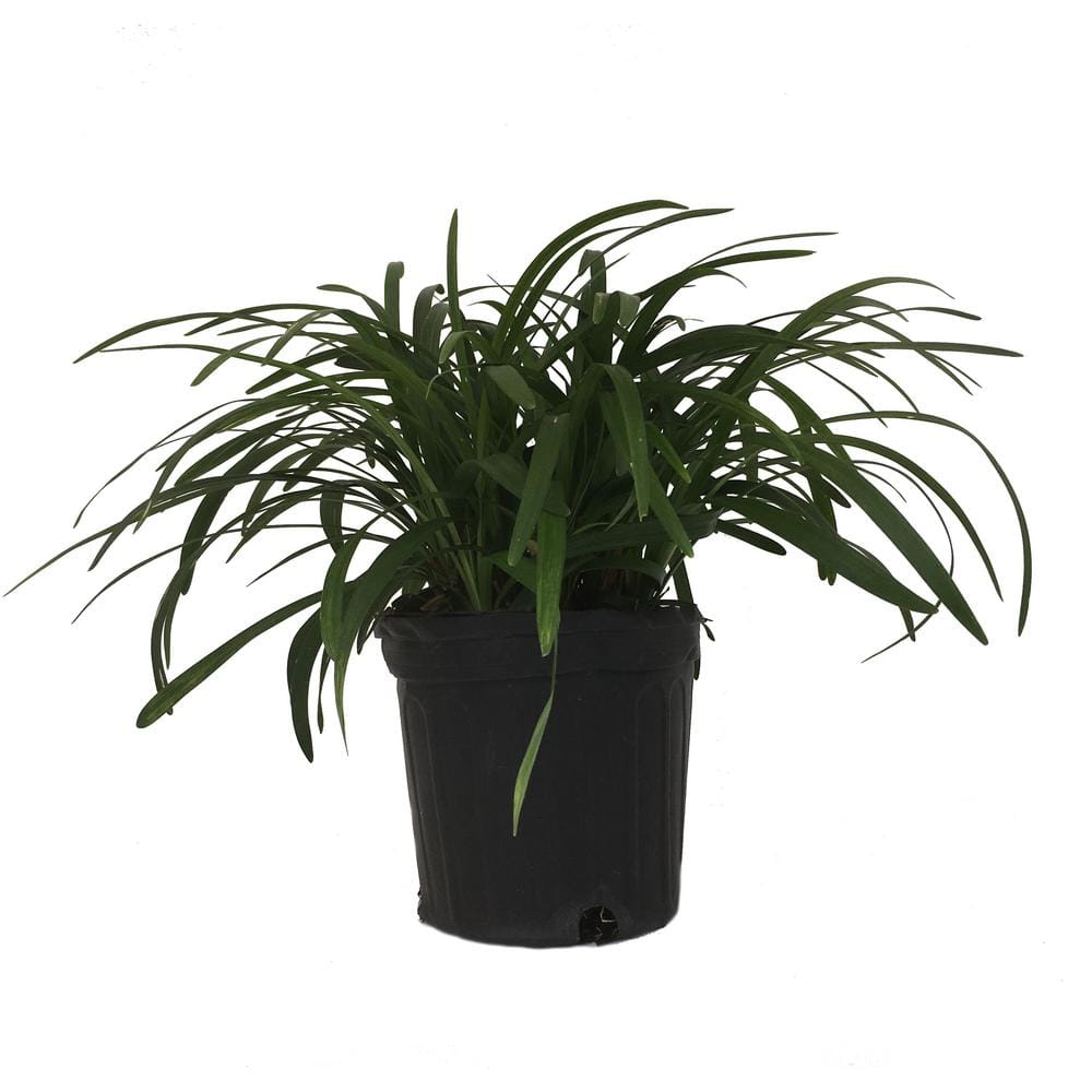 Lilyturf Liriope M Royal Purple Live Plant