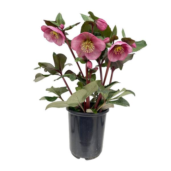 FROSTKISS 2.5 qt. Charmer Hellebore Perennial Plant with Dark Pink