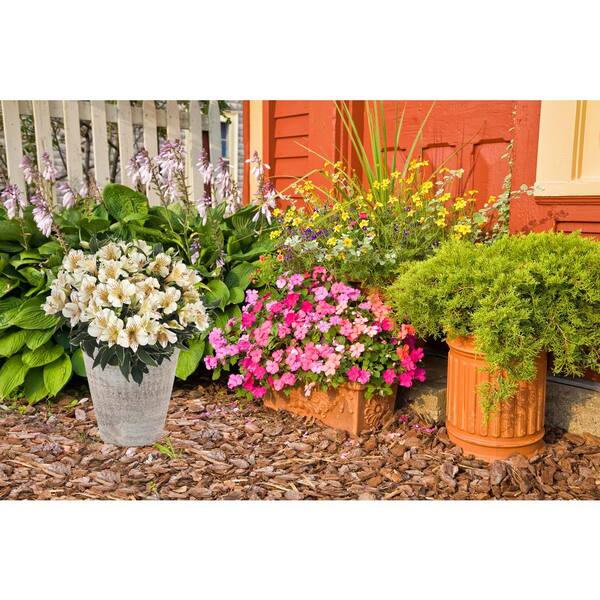 2.5 qt. Alstroemeria 'Colorita Fabiana' Perennial Plant with