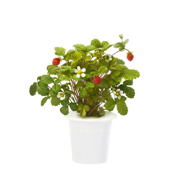 Click and Grow Wild Strawberry Refill for Smart Herb Garden (3-Pack)