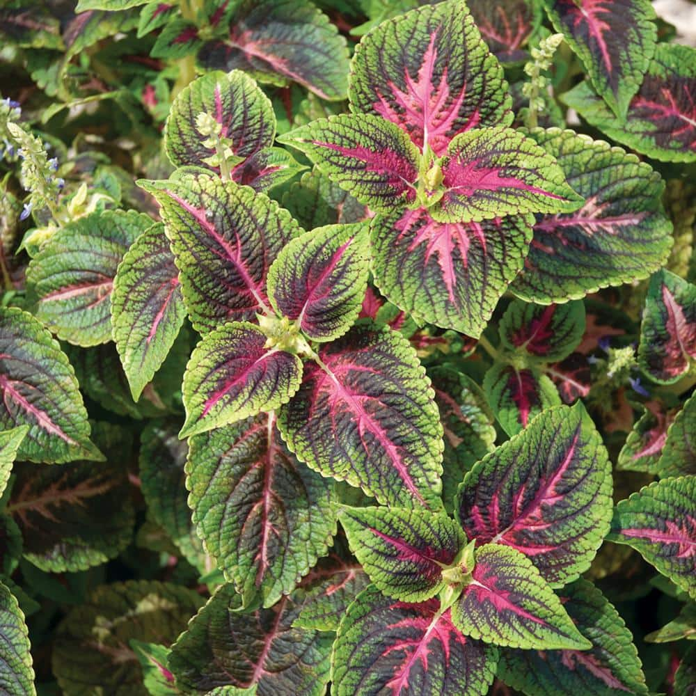 Vigoro 2 QT Coleus Painted Nettle 'Alligator Alley' Annual Plant ...