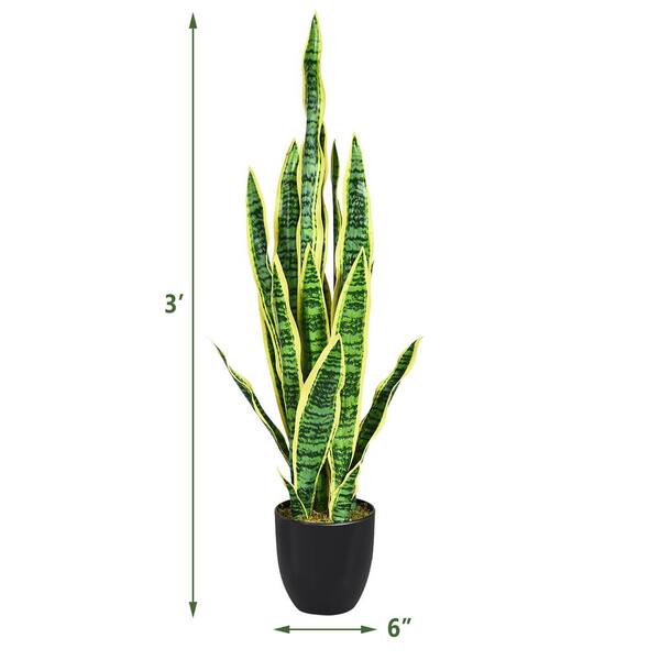 is an aloe plant a succulent Aloe 'Oik' Succulent Plant | Compact Aloe, Drought Tolerant, Non-GMO main image 0