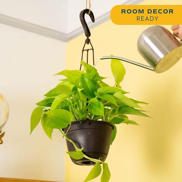 6.6 in Exotic Angel Assorted Foliage Plant in Hanging Basket, Grower's Choice