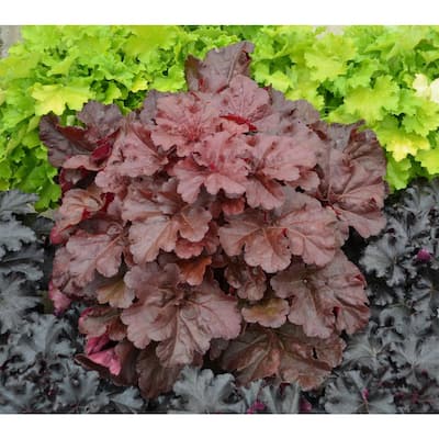 4.5 in. qt. Primo Mahogany Monster Coral Bells (Heuchera) Live Plant, Cream Flowers and Mahogany Red Foliage