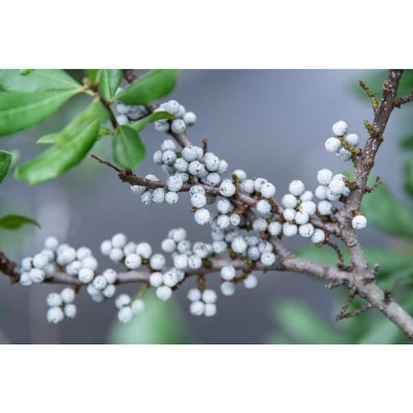 2 Gal. Northern Bayberry (Myrica Pennsylvanica) Live Deciduous Shrub